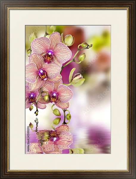 Постер Орхидеи 3 с типом исполнения Под стеклом в багетной раме 1.023.036
