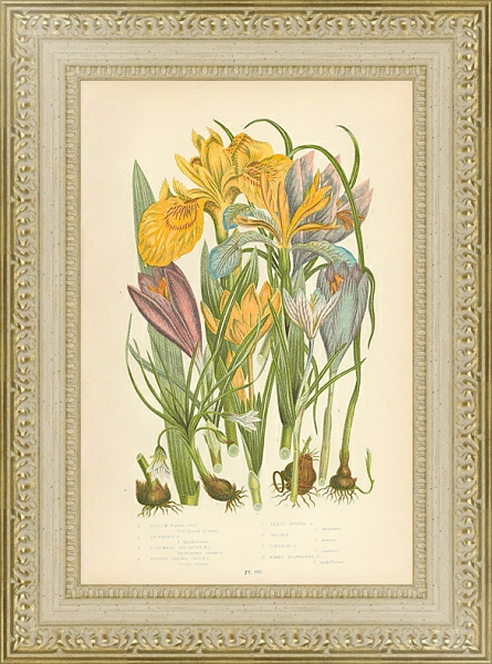 Постер Yello Water Iris, Stinking I., Columnas Trichonema, Purple Spring Crocus, Least Spring c. Golden c., с типом исполнения Акварель в раме в багетной раме 484.M48.725