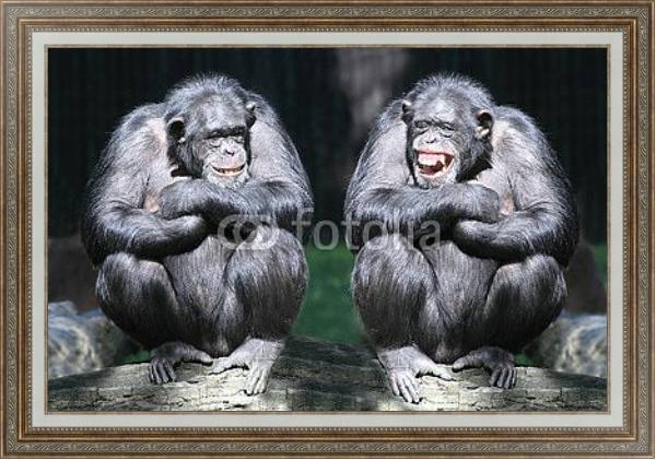 Постер Два смеющихся шимпанзе  с типом исполнения На холсте в раме в багетной раме 595.M52.330