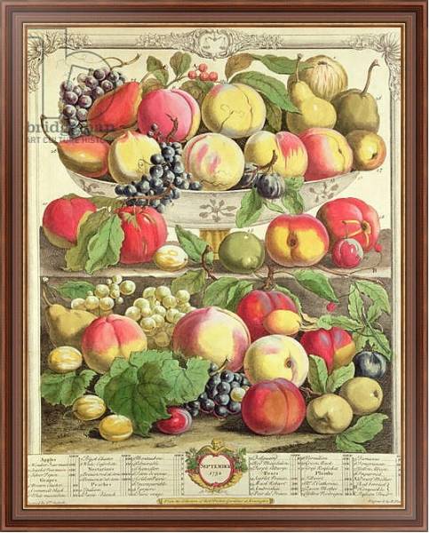 Постер September, from 'Twelve Months of Fruits', by Robert Furber engraved by Henry Fletcher, 1732 с типом исполнения На холсте в раме в багетной раме 35-M719P-83