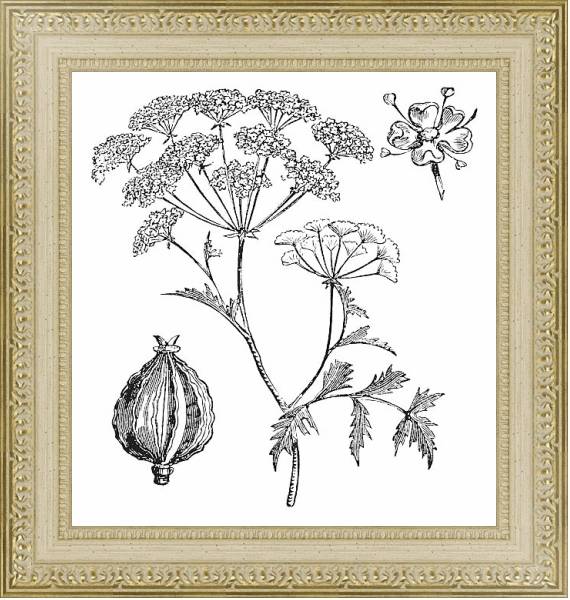 Постер Hemlock or Poison Hemlock or Conium maculatum vintage engraving с типом исполнения Акварель в раме в багетной раме 484.M48.725