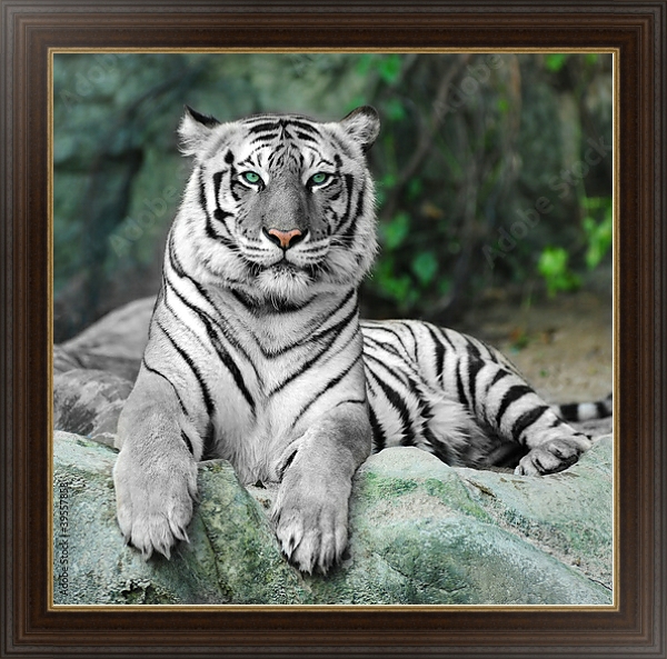 Постер Белый тигр с типом исполнения На холсте в раме в багетной раме 1.023.151