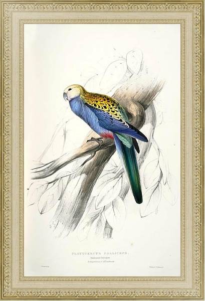 Постер Parrots by E.Lear  #16 с типом исполнения Акварель в раме в багетной раме 484.M48.725