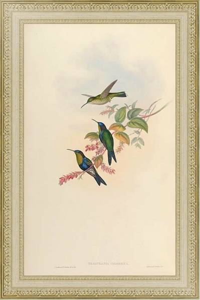 Постер Thalurania Colombica с типом исполнения Акварель в раме в багетной раме 484.M48.725
