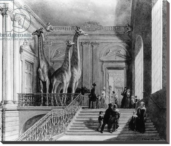 Постер Giraffes on the staircase in the British Museum, 1845 с типом исполнения На холсте без рамы