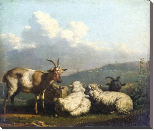 Постер Овцы и козлы с типом исполнения На холсте без рамы