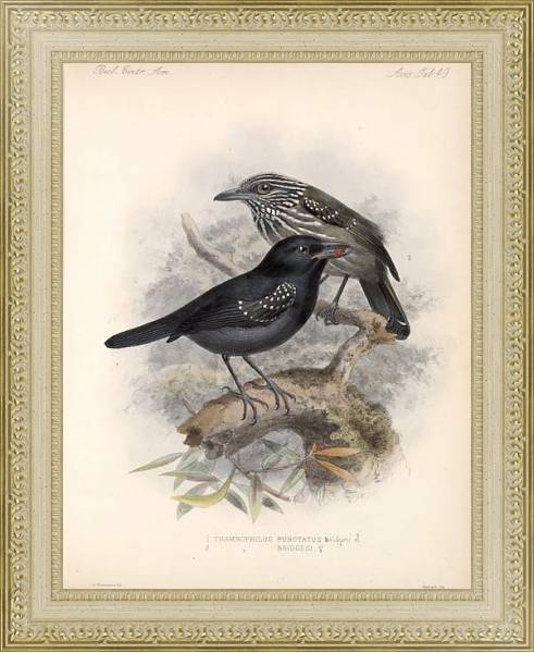 Постер Птицы J. G. Keulemans №51 с типом исполнения Акварель в раме в багетной раме 484.M48.725