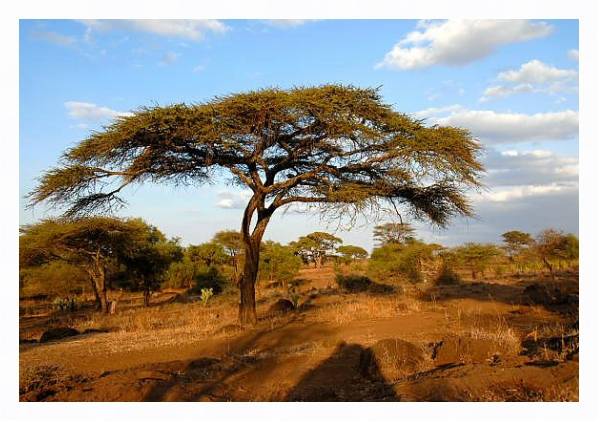 Постер Кения, Африка. Национальный парк с типом исполнения На холсте в раме в багетной раме 221-03