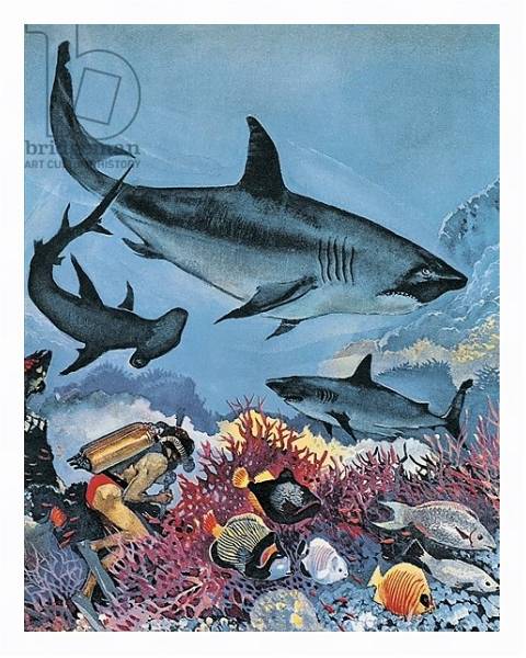 Постер Sharks с типом исполнения На холсте в раме в багетной раме 221-03