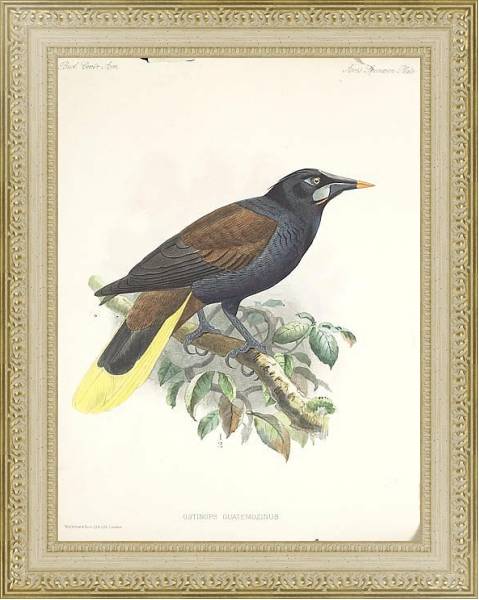 Постер Птицы J. G. Keulemans №1 с типом исполнения Акварель в раме в багетной раме 484.M48.725