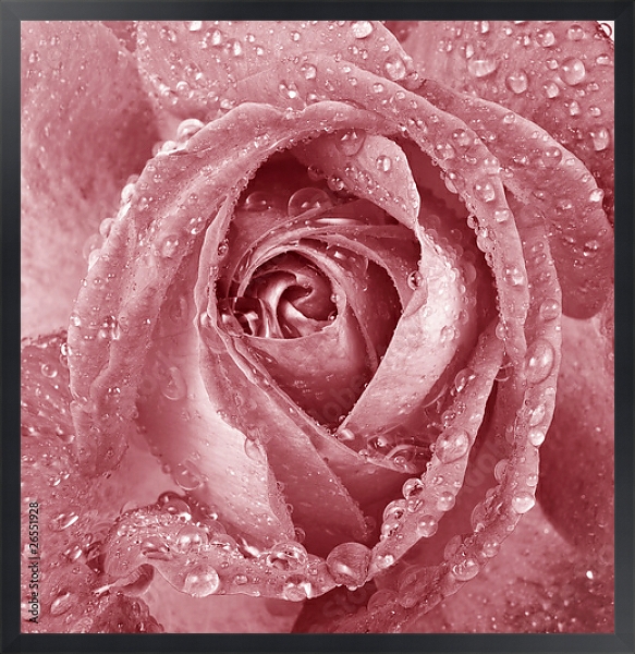 Постер Розовая роза с каплями с типом исполнения На холсте в раме в багетной раме 1727.8010