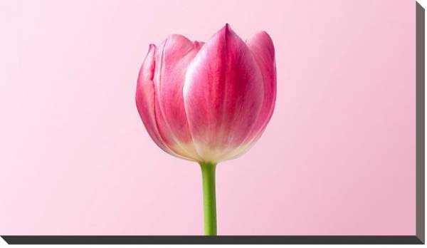 Постер Розовый тюльпан на розовом с типом исполнения На холсте без рамы