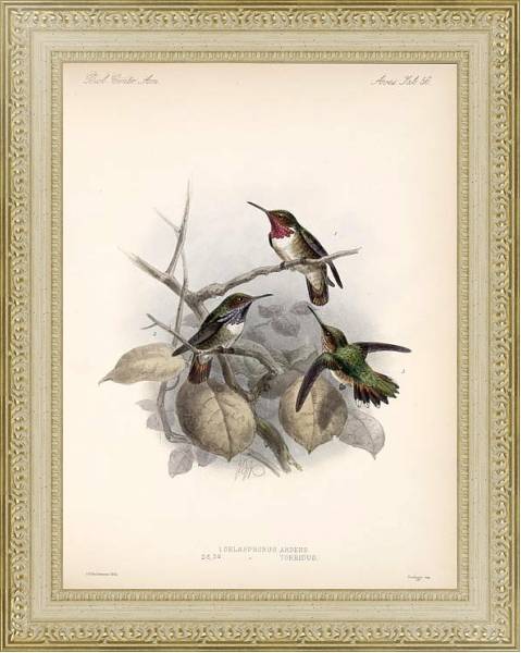 Постер Птицы J. G. Keulemans №59 с типом исполнения Акварель в раме в багетной раме 484.M48.725