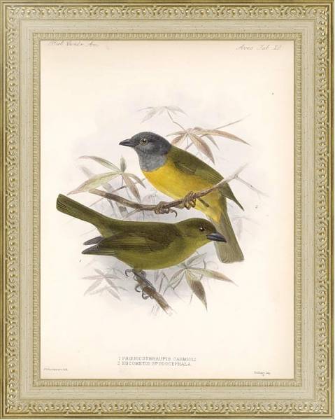 Постер Птицы J. G. Keulemans №22 с типом исполнения Акварель в раме в багетной раме 484.M48.725