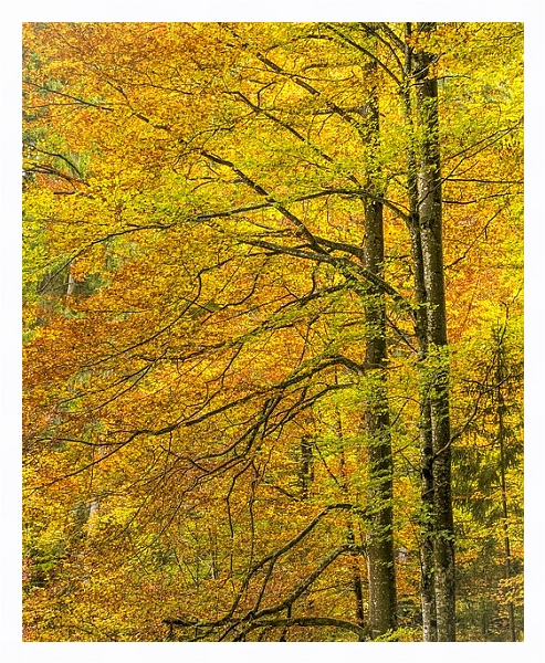 Постер Золотые осенние деревья с типом исполнения На холсте в раме в багетной раме 221-03