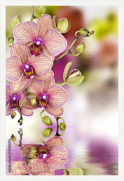 Постер Орхидеи 3 с типом исполнения На холсте в раме в багетной раме 1727.7010