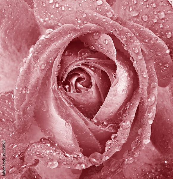 Постер Розовая роза с каплями с типом исполнения На холсте без рамы
