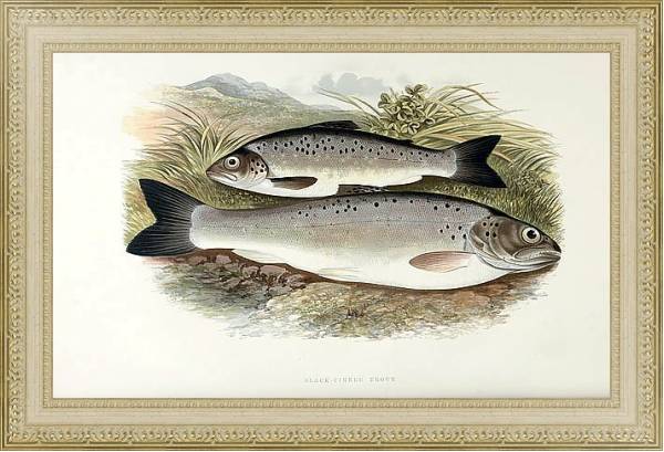 Постер Black-finned trout с типом исполнения Акварель в раме в багетной раме 484.M48.725
