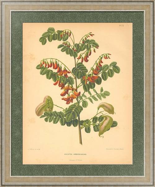 Постер Colutea Arborescens с типом исполнения Акварель в раме в багетной раме 485.M40.584