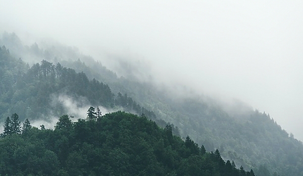Постер Туманные леса на склонах холмов с типом исполнения На холсте без рамы