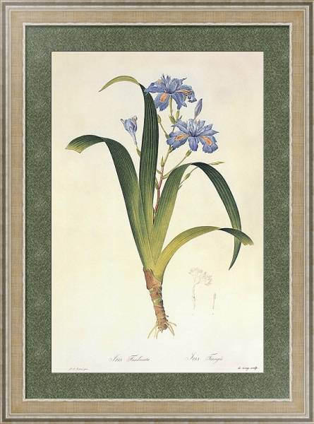 Постер Iris japonica Thunb с типом исполнения Акварель в раме в багетной раме 485.M40.584