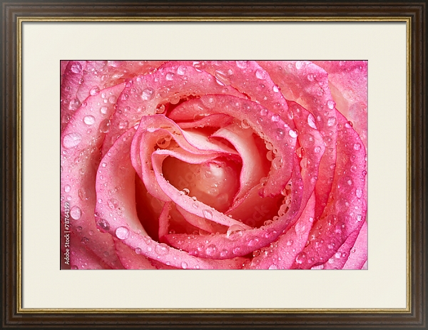 Постер Розовая роза с каплями №2 с типом исполнения Под стеклом в багетной раме 1.023.036
