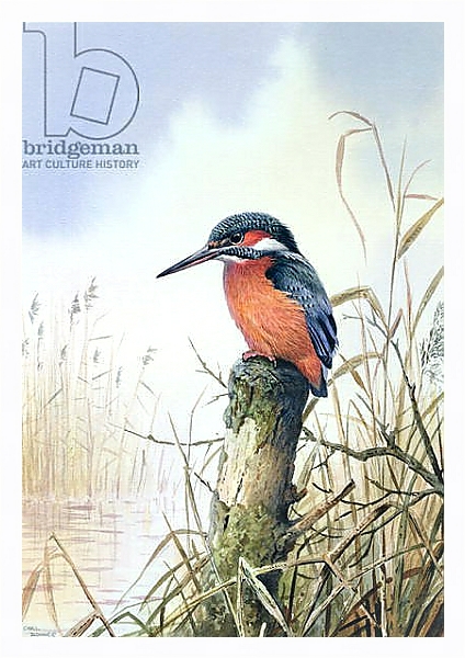 Постер Kingfisher 2 с типом исполнения На холсте в раме в багетной раме 221-03