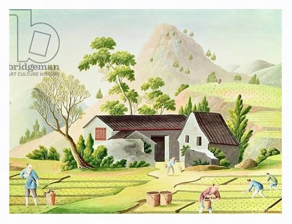 Постер Peasants in the Paddy Fields с типом исполнения На холсте в раме в багетной раме 221-03