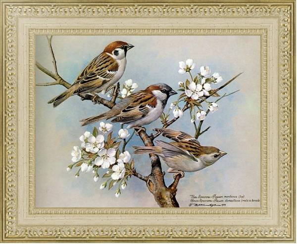 Постер British Birds - Treesparrow (Housesparrow) с типом исполнения Акварель в раме в багетной раме 484.M48.725
