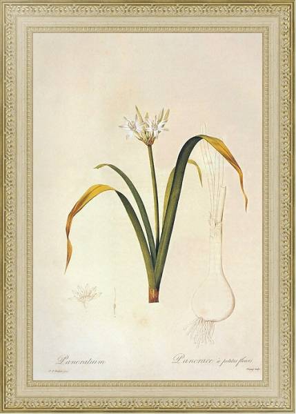 Постер Vagaria parviflora с типом исполнения Акварель в раме в багетной раме 484.M48.725