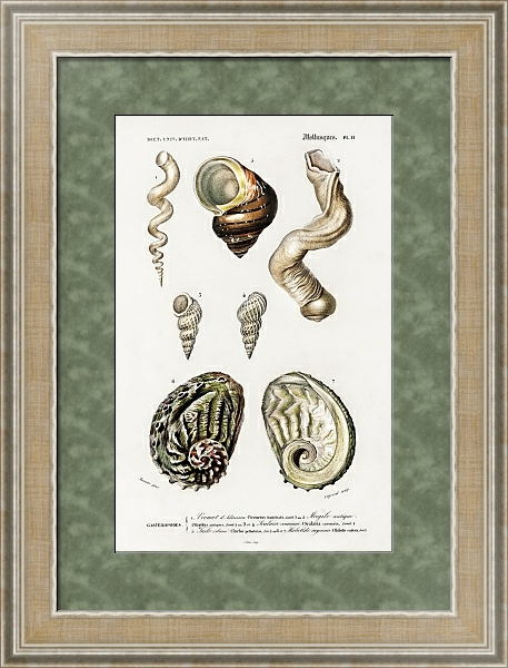 Постер Разные виды раковин моллюсков 2 с типом исполнения Акварель в раме в багетной раме 485.M40.584