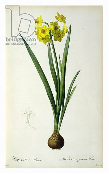 Постер Narcissus Lazetta, from `'Plantae Selectae' by Christoph Jakob Trew, published 175-53 с типом исполнения На холсте в раме в багетной раме 221-03