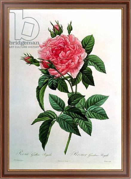Постер Rosa Gallica Regallis, from 'Les Roses', 19th century с типом исполнения На холсте в раме в багетной раме 35-M719P-83