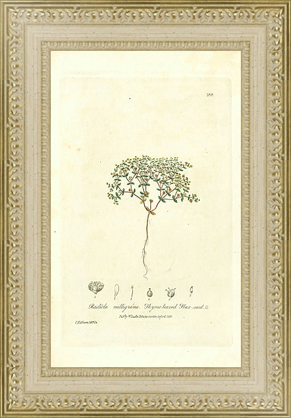 Постер Radiola milligrana. Thyme-leaved Flax-seed 1 с типом исполнения Акварель в раме в багетной раме 484.M48.725