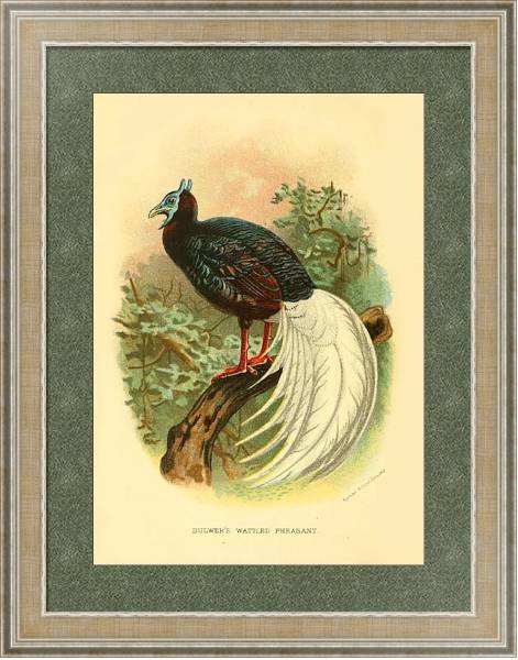 Постер Bulwer's Wattled Pheasant с типом исполнения Акварель в раме в багетной раме 485.M40.584