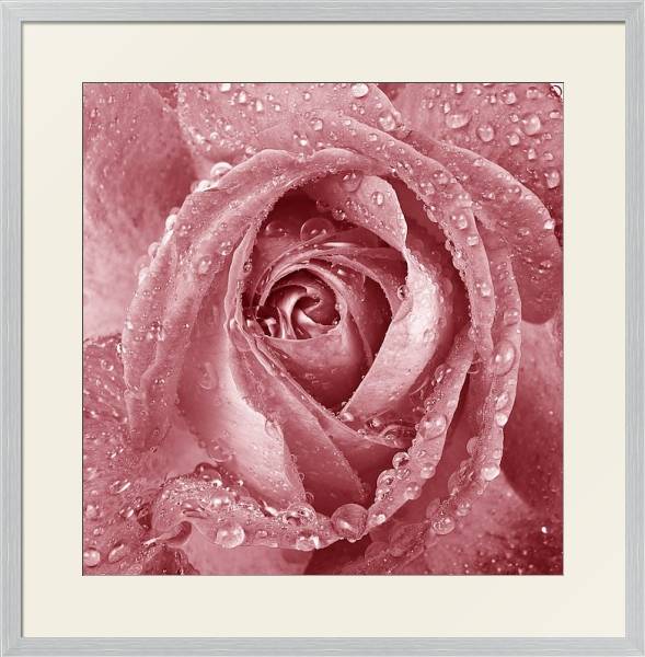 Постер Розовая роза с каплями с типом исполнения Под стеклом в багетной раме 1727.2310