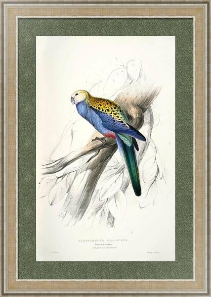 Постер Parrots by E.Lear  #16 с типом исполнения Акварель в раме в багетной раме 485.M40.584