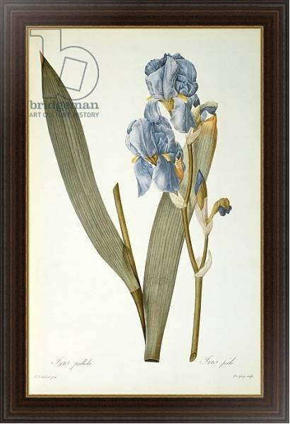 Постер Iris Pallida, from `Les Liliacees', 1812 с типом исполнения На холсте в раме в багетной раме 1.023.151