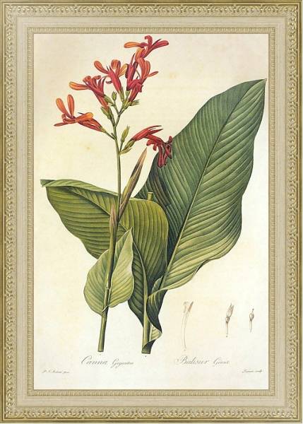 Постер Canna latifolia Mill с типом исполнения Акварель в раме в багетной раме 484.M48.725