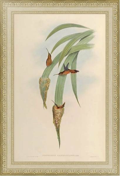 Постер Phaethornis Griseogularis с типом исполнения Акварель в раме в багетной раме 484.M48.725