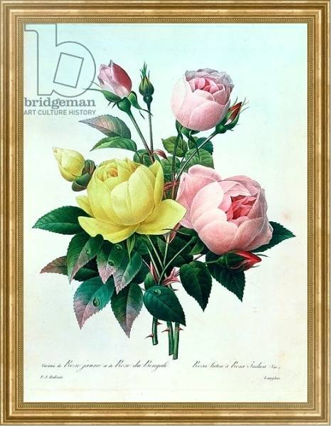 Постер Rosa Lutea and Rosa Indica, from 'Les Choix des Plus Belles Fleurs', 1827 с типом исполнения На холсте в раме в багетной раме NA033.1.051