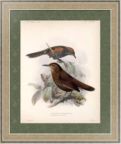 Постер Птицы J. G. Keulemans №46 с типом исполнения Акварель в раме в багетной раме 485.M40.584