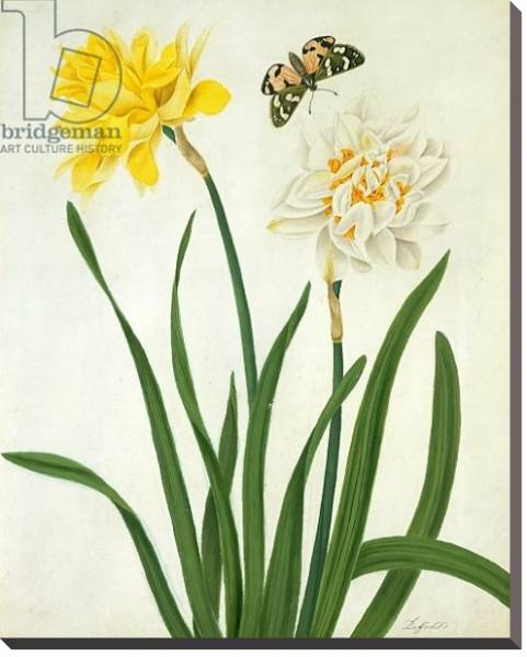 Постер Narcissi and Butterfly с типом исполнения На холсте без рамы