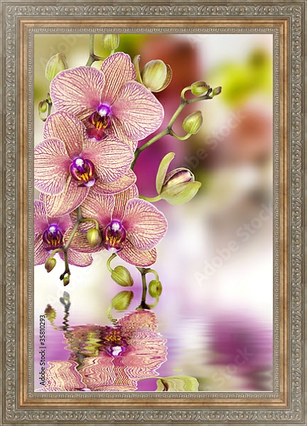 Постер Орхидеи 3 с типом исполнения На холсте в раме в багетной раме 484.M48.310