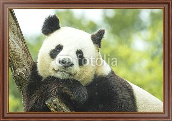 Постер Задумчивая панда на ветке с типом исполнения На холсте в раме в багетной раме 35-M719P-83