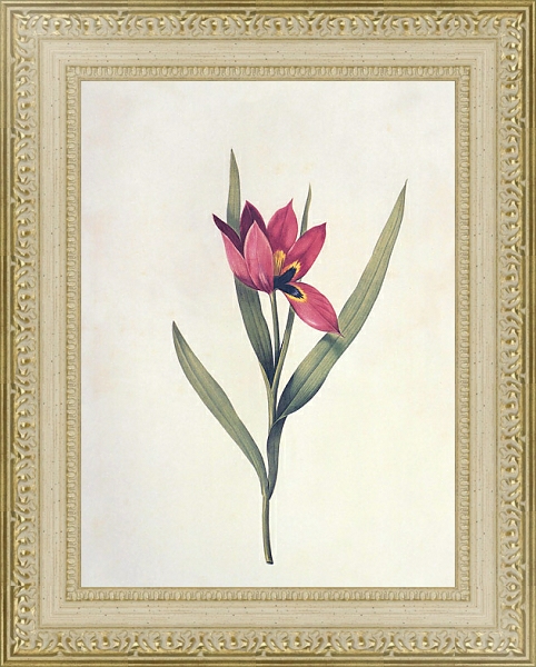 Постер Tulipa agenensis DC с типом исполнения Акварель в раме в багетной раме 484.M48.725