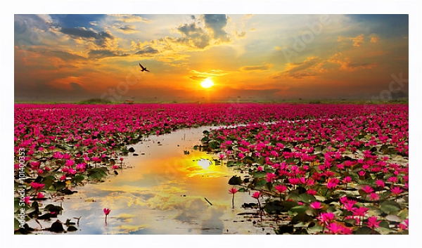 Постер Тайланд. Цветущие лотосы на закате с типом исполнения На холсте в раме в багетной раме 221-03