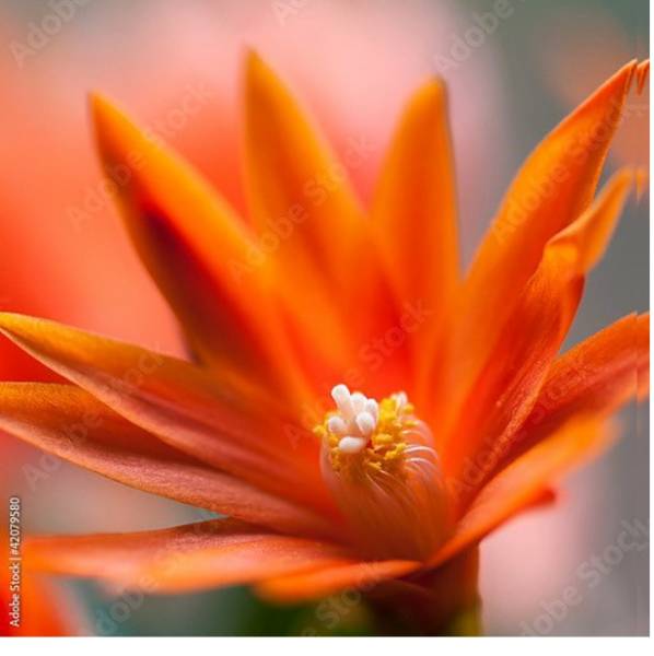 Постер Цветок кактуса с типом исполнения На холсте без рамы