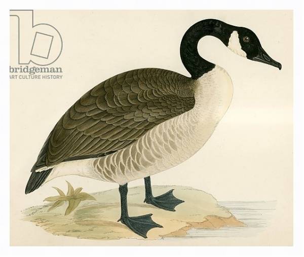 Постер Canada Goose с типом исполнения На холсте в раме в багетной раме 221-03
