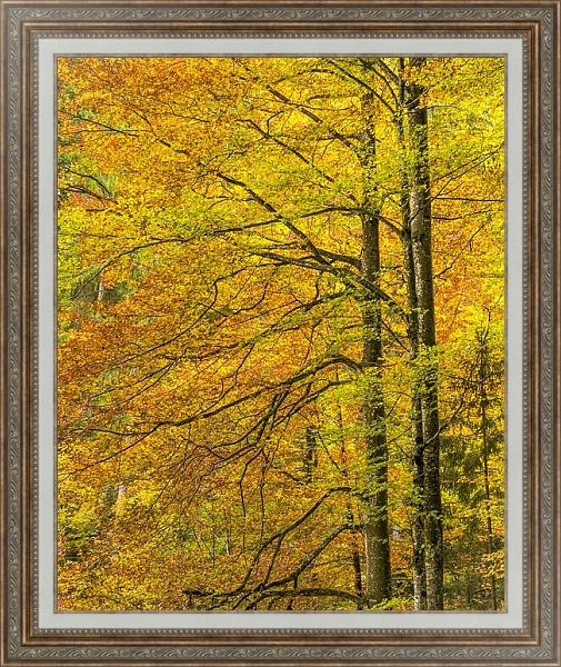 Постер Золотые осенние деревья с типом исполнения На холсте в раме в багетной раме 595.M52.330